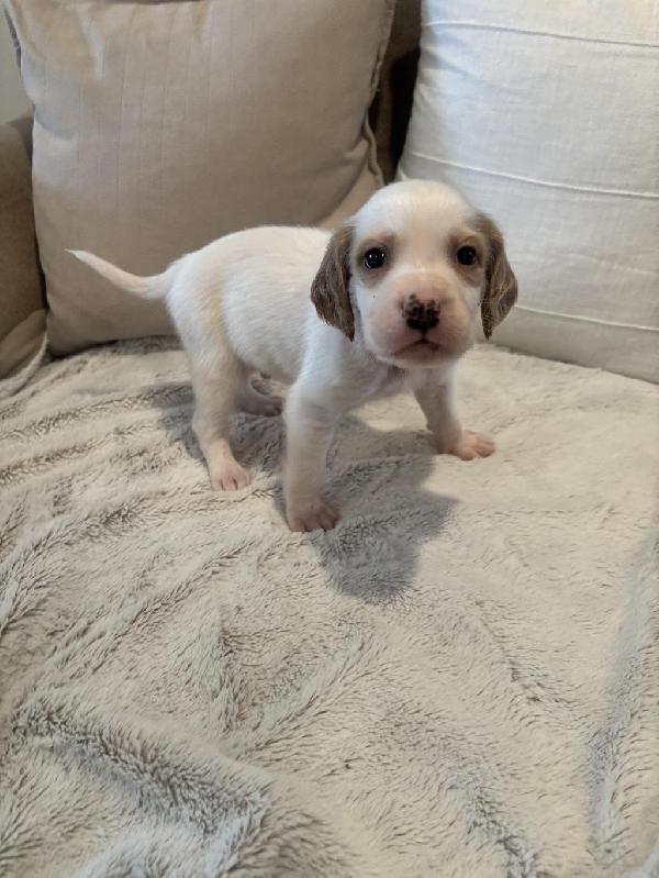 MALE SETTER PUP English Setter