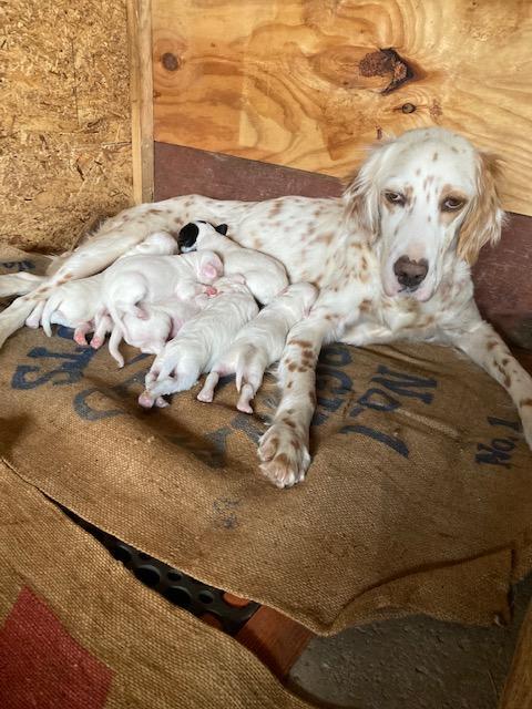 English Setter - Puppies For Sale