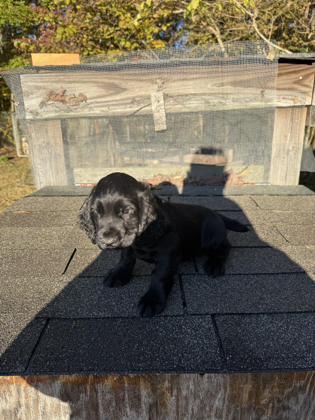 ENGLISH COCKER SPANIEL PUP FOR SALE English Cocker Spaniel