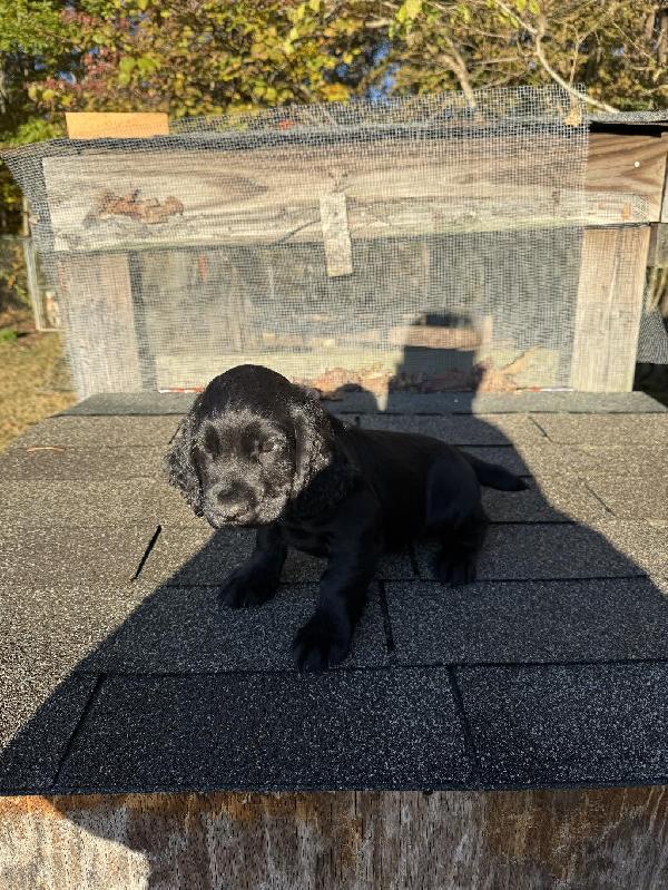 ENGLISH COCKER SPANIEL PUP FOR SALE English Cocker Spaniel