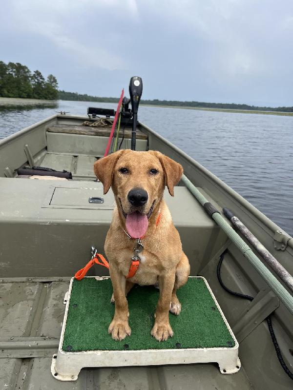 Labrador Retriever