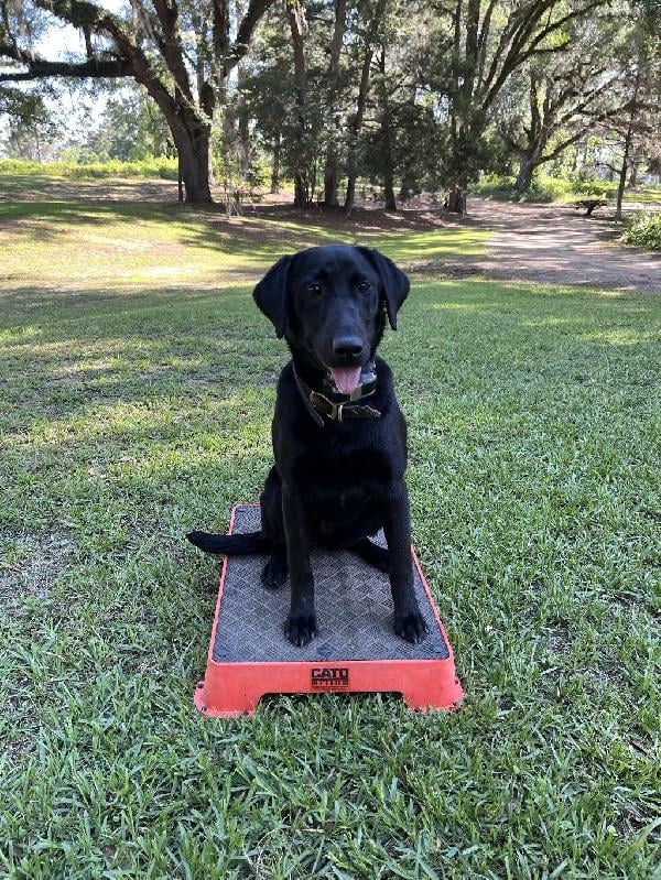 Labrador Retriever