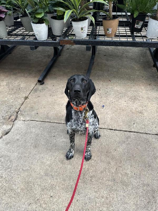 German Shorthaired Pointer