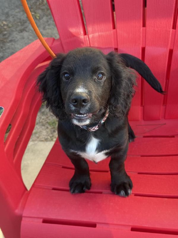 HEALTH TESTED FIELD BRED ENGLISH COCKER English Cocker Spaniel