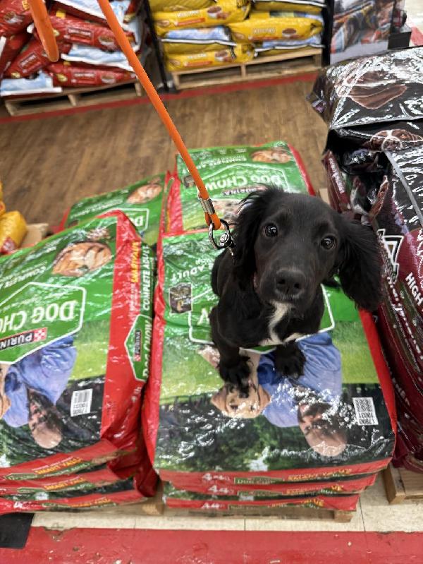 HEALTH TESTED FIELD BRED ENGLISH COCKER English Cocker Spaniel