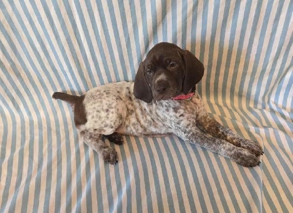 German Shorthaired Pointer
