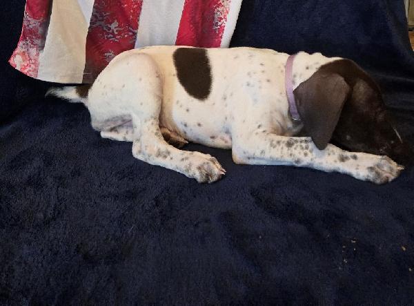 GERMAN SHORTHAIRED PUPPIES AVAILABLE German Shorthaired Pointer