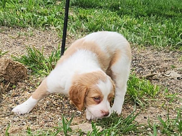 American Brittany