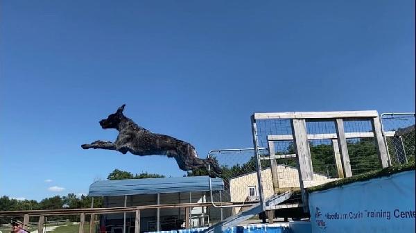 German Wirehaired Pointer
