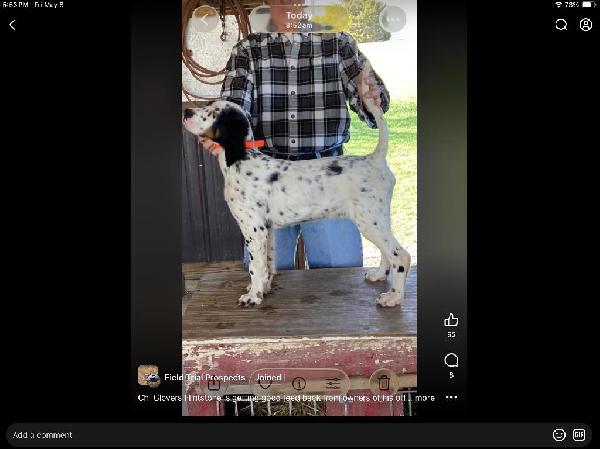 English Setter