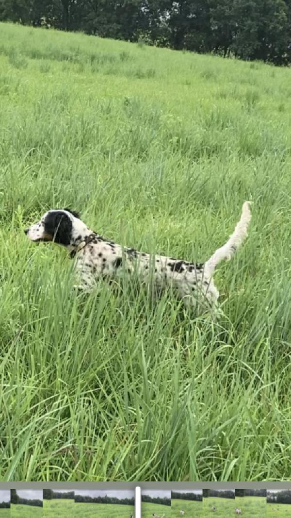 English Setter