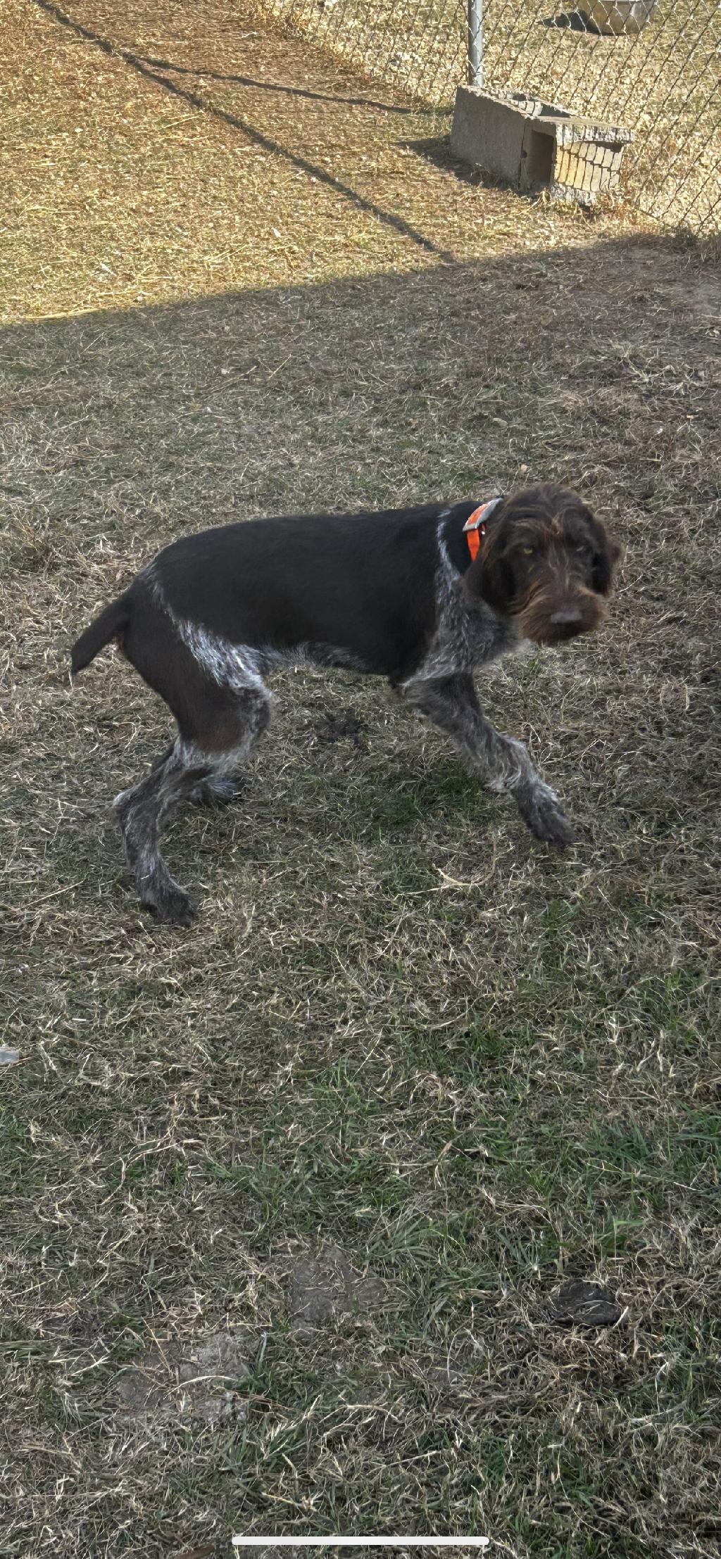 6 MONTH OLD MALE WIREHAIR. German Wirehaired Pointer