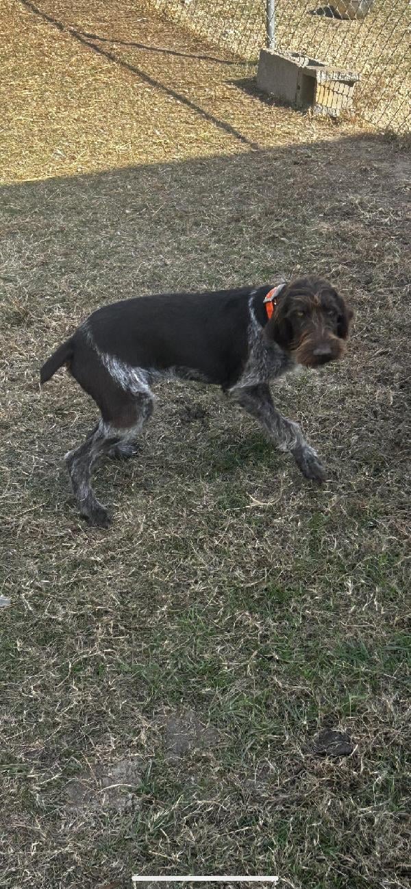 German Wirehaired Pointer
