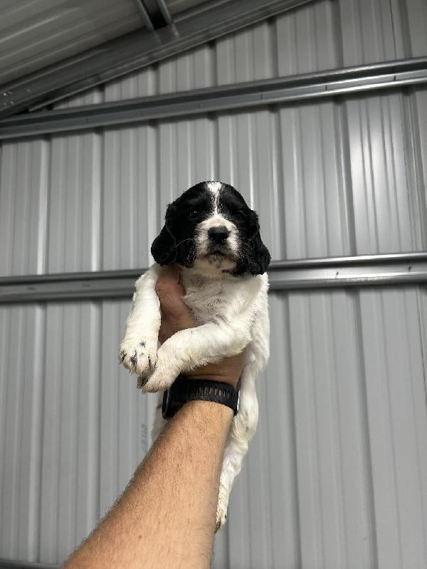 ENGLISH COCKER MALE English Cocker Spaniel