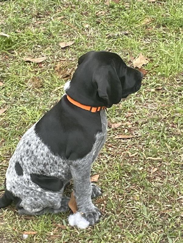 AKC REGISTERED GSP PUPPIES