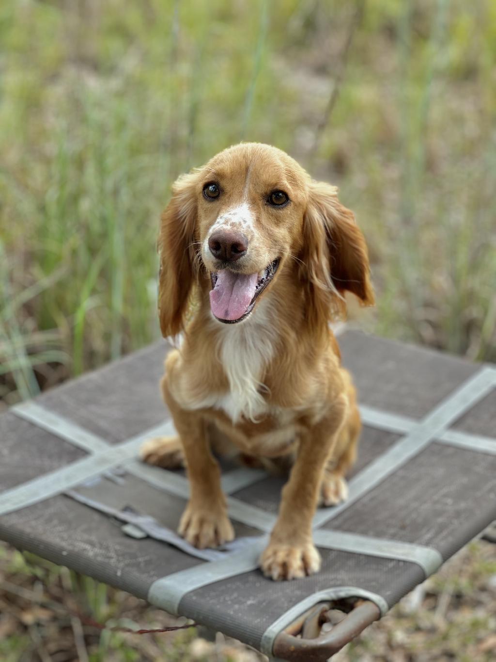 16 MONTH OLD STARTED FEMALE English Cocker Spaniel