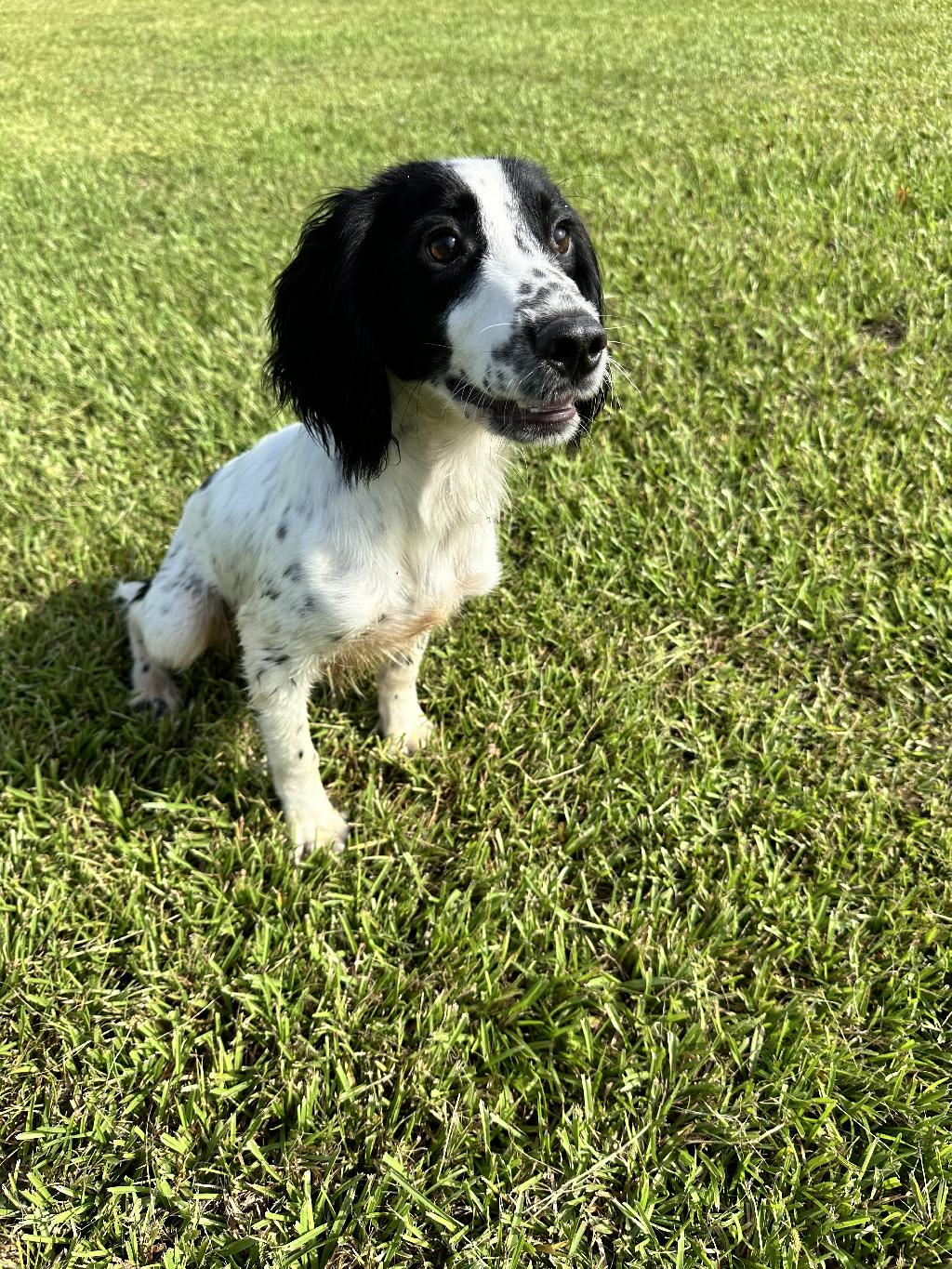 STARTED MALE English Cocker Spaniel