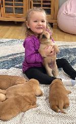 FARM RAISED AKC LABRADOR RETRIEVER PUPPIES