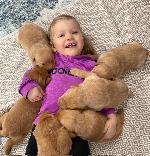 FARM RAISED AKC LABRADOR RETRIEVER PUPPIES