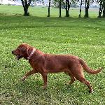 FARM RAISED AKC OFA STUD LABRADOR RETRIEVERS