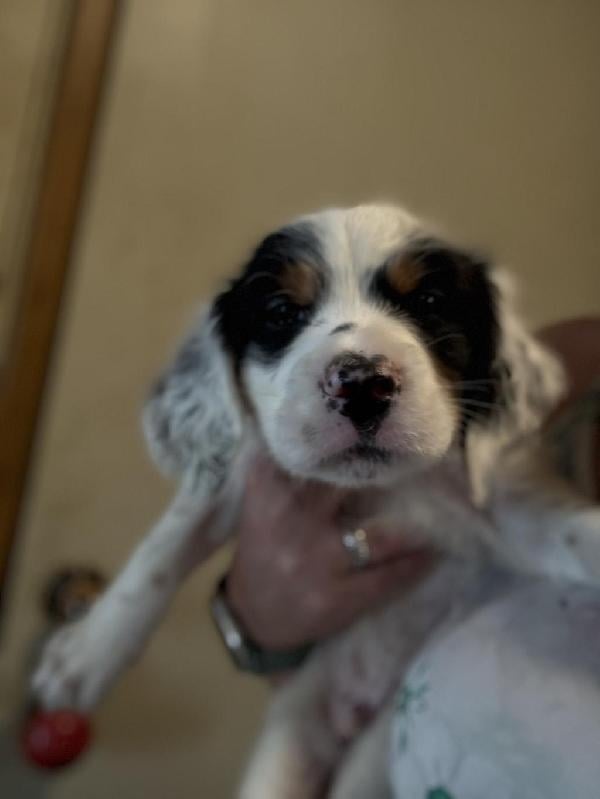 English Setter