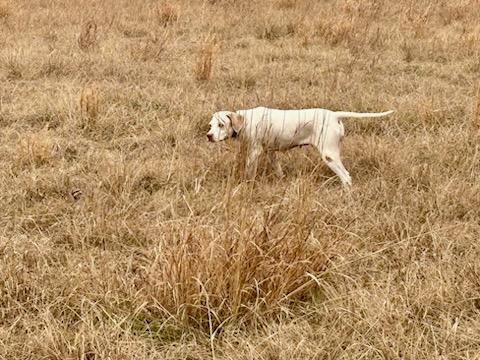English Pointer