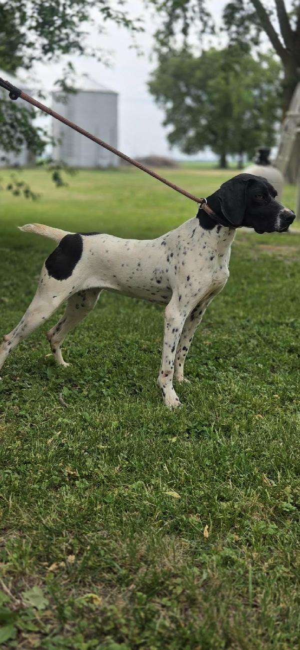 German Shorthaired Pointer