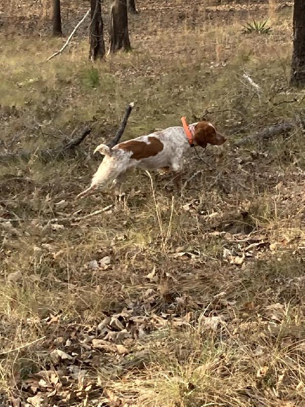 American Brittany
