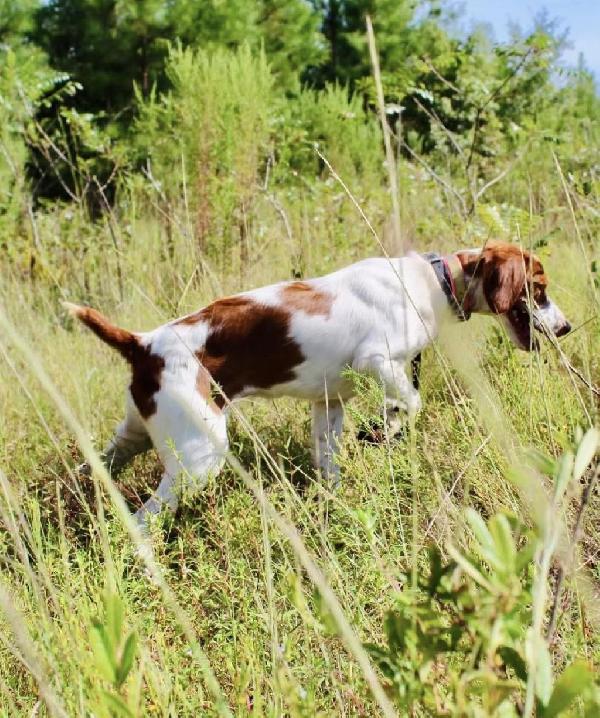 American Brittany