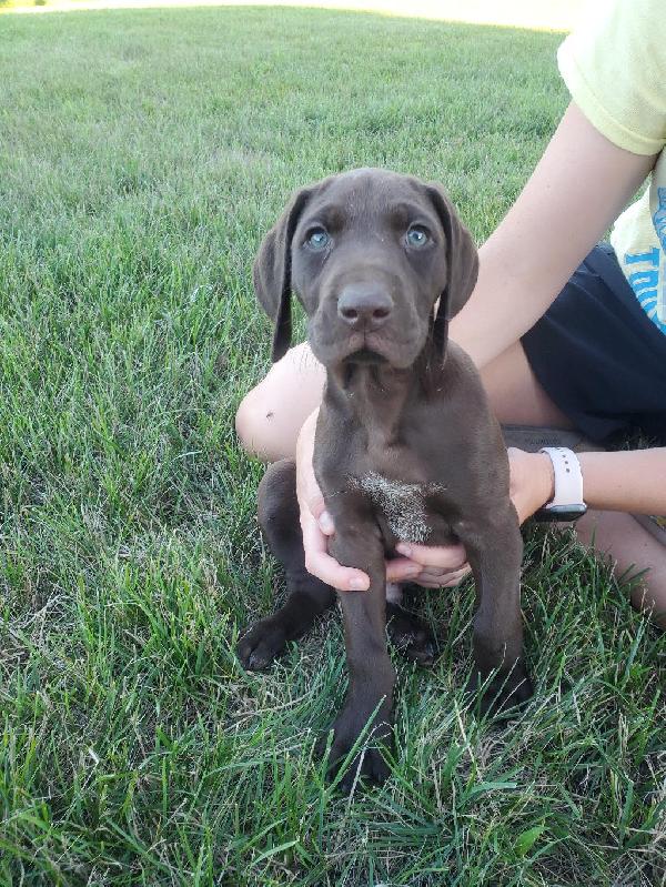 German Shorthaired Pointer Puppies for Sale