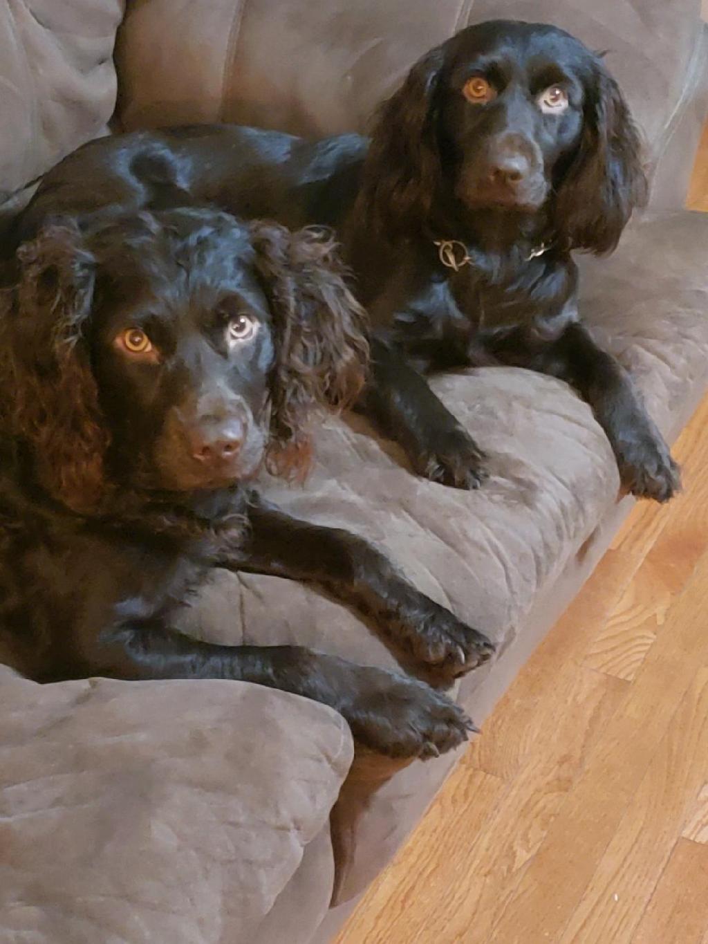 BOYKIN SPANIEL PUPPIES