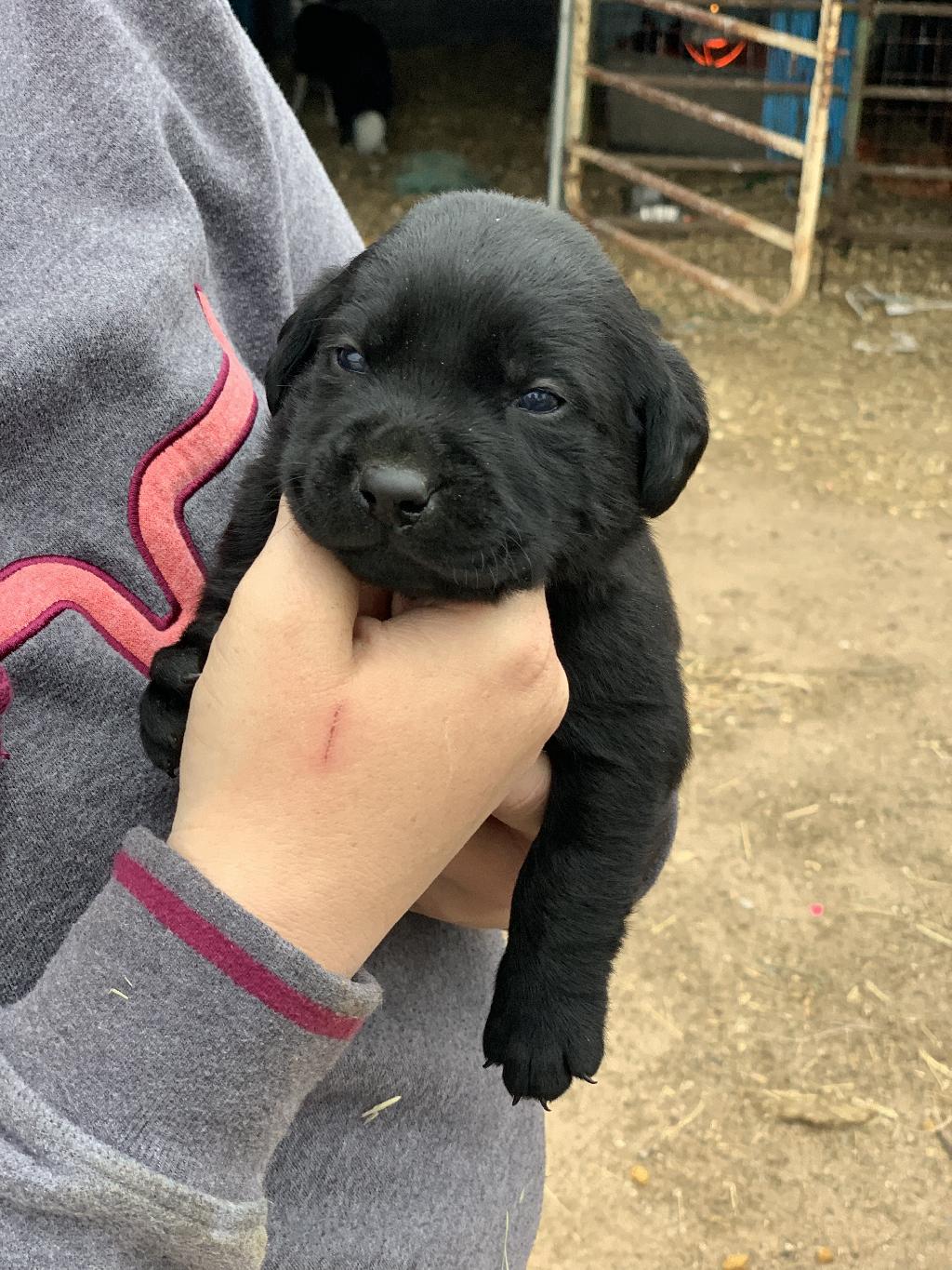 akc-lab-puppies