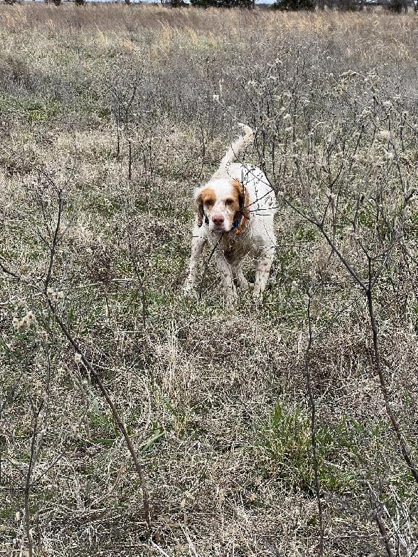 READY TO HUNT MALE ENGLISH SETTER English Setter