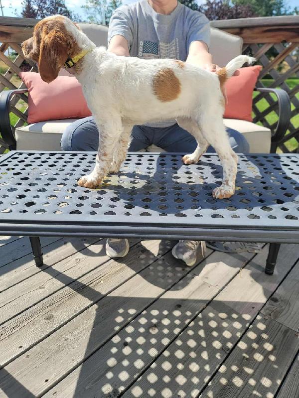 American Brittany