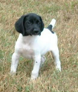 GSP pups