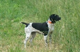 GSP pups