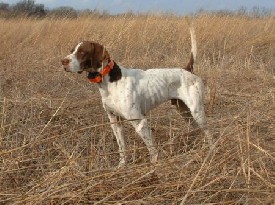 4x Champion son of 25x CH Crow's Little Joe
