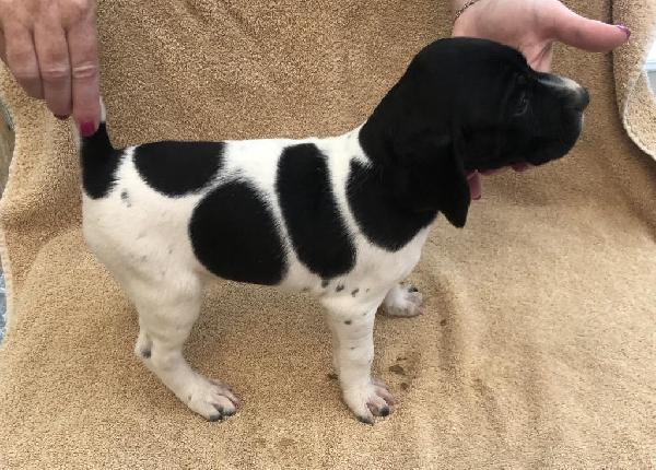 German Shorthaired Pointer