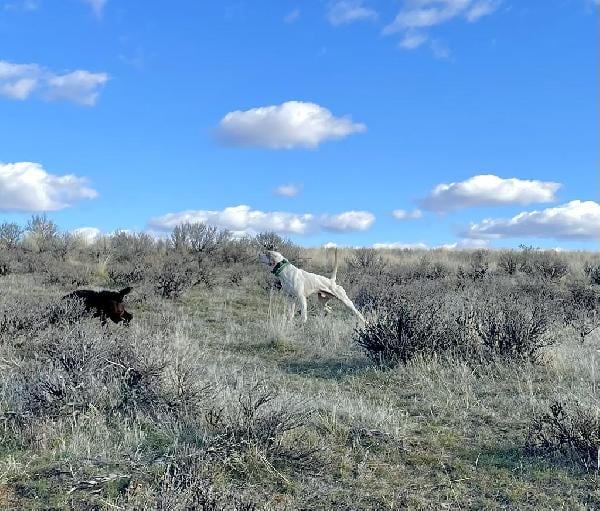 English Pointer