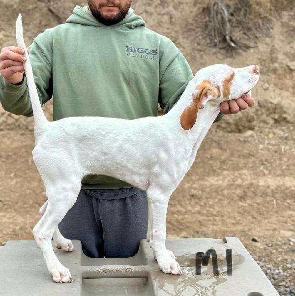English Pointer