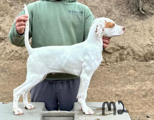 English Pointer