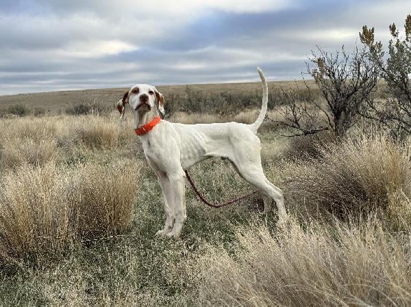 English Pointer