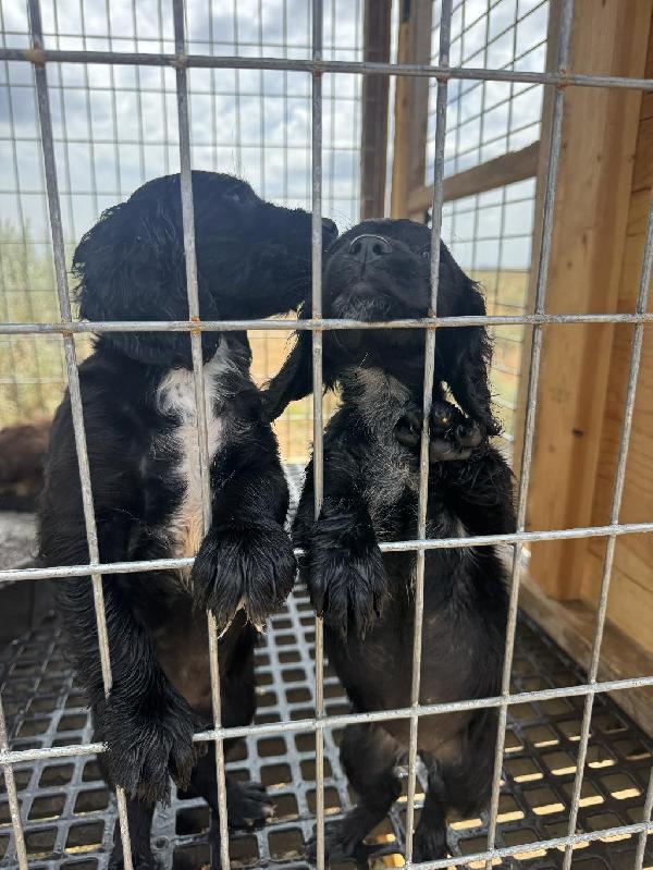 English Cocker Spaniel
