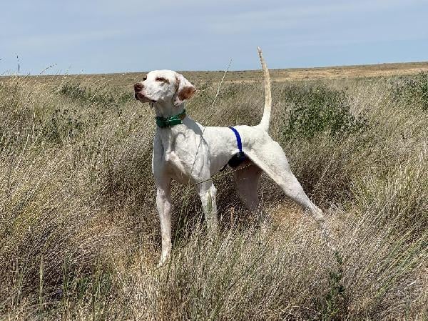 YEAR OLD POINTER English Pointer