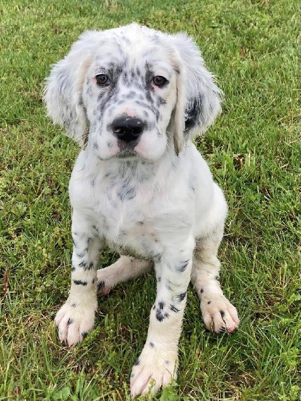 Llewellin Setter Puppies for Sale