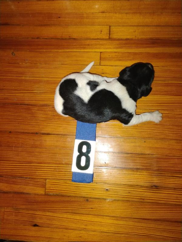 German Shorthaired Pointer
