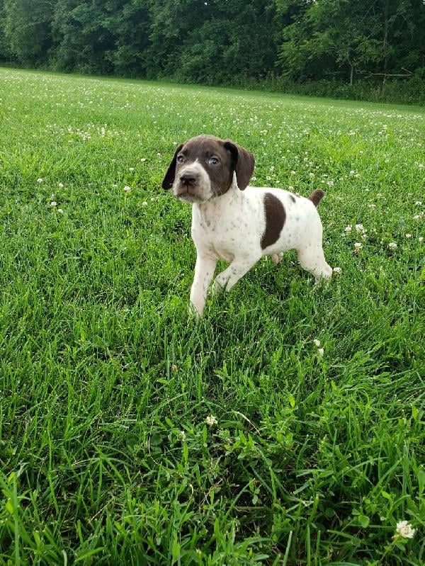 german-short-hair-puppies-6-weeks-old