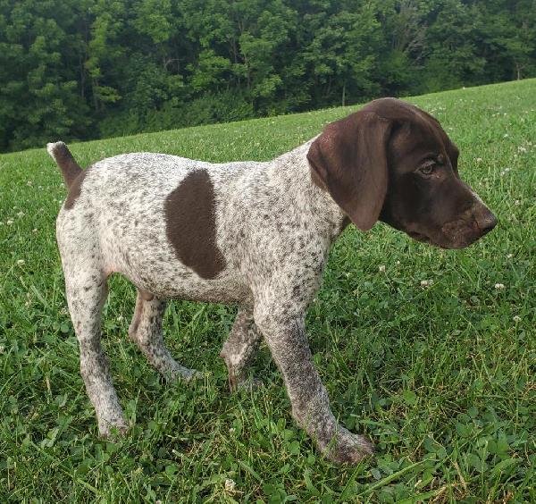 AKC REGISTERED GSP PUPPIES