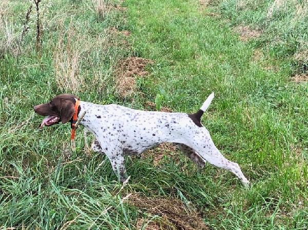 German Shorthaired Pointer Finished Dogs