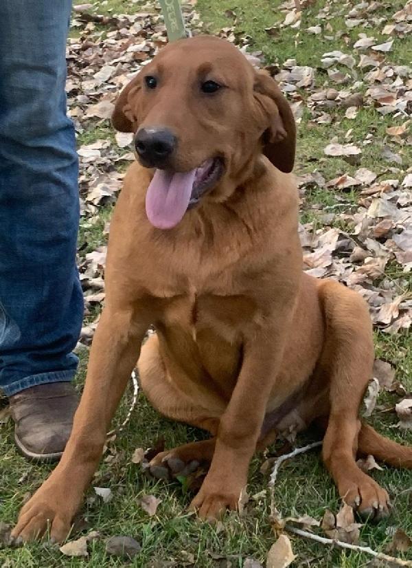 AKC FOX RED POINTING LAB PUP